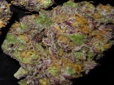 Grand Daddy Purple